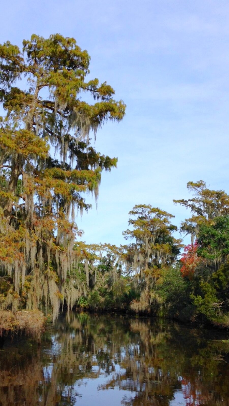 NOLA-bayou