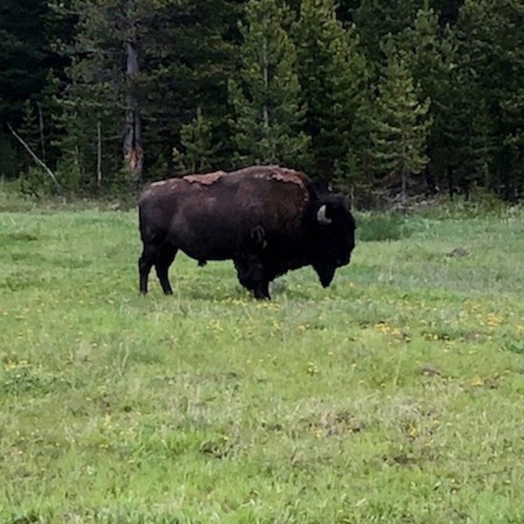 Bison-in-Yellowstone