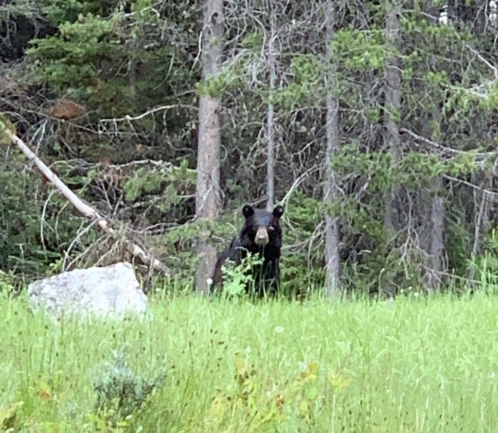 Black-Bear-Grand-Teton-National-Park