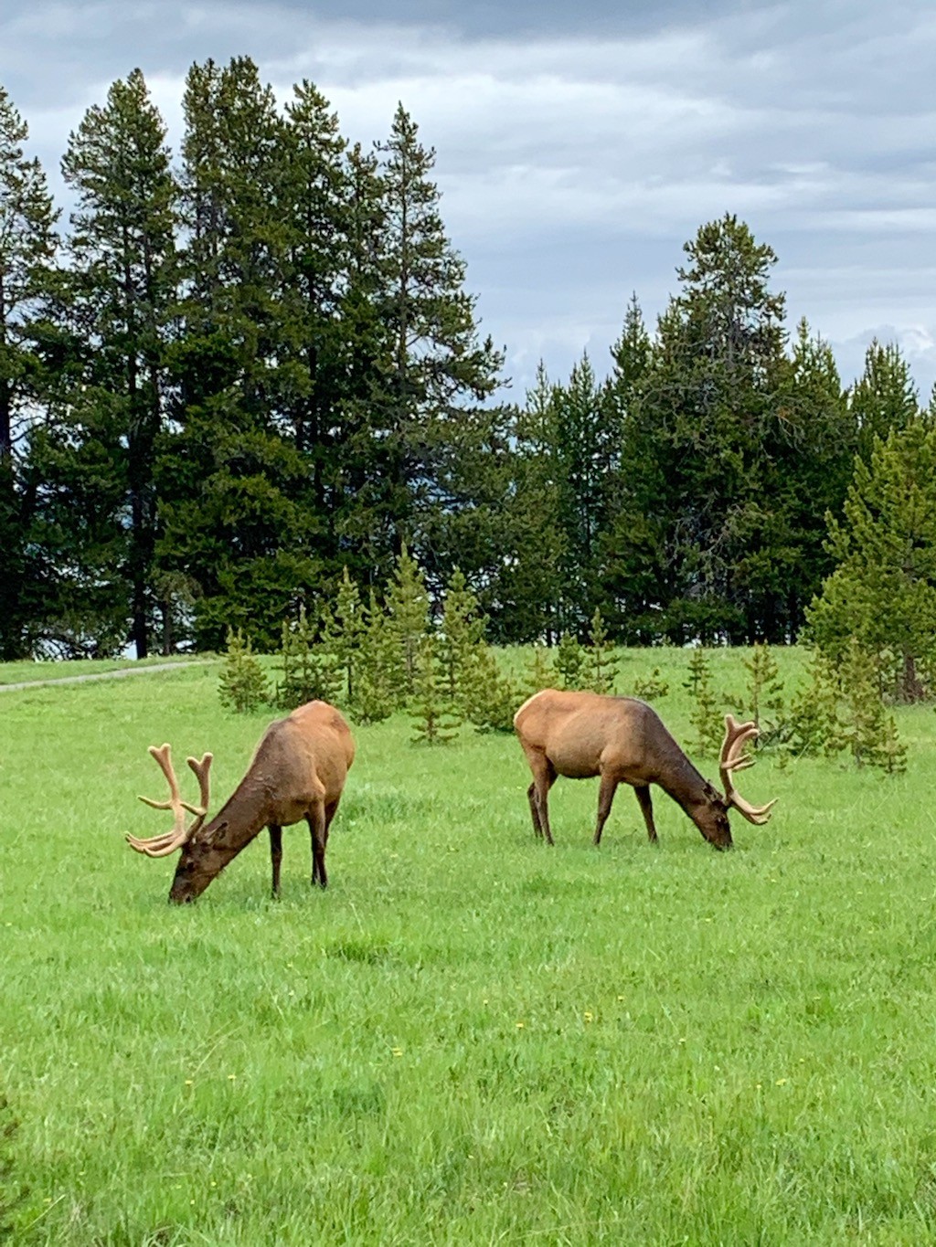 Sightings-in-Yellowstone