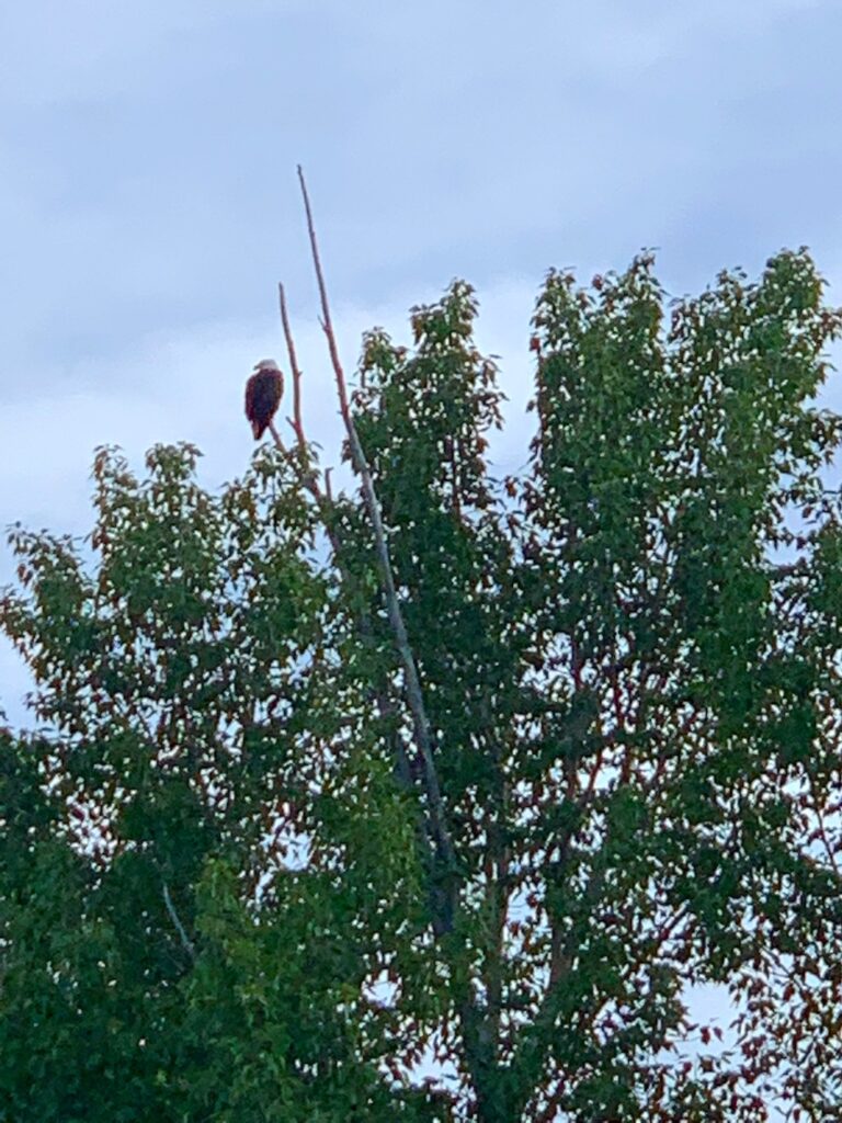 eagle-spotted-on-Snake-River