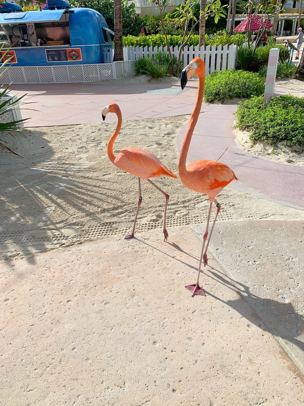 flamingos