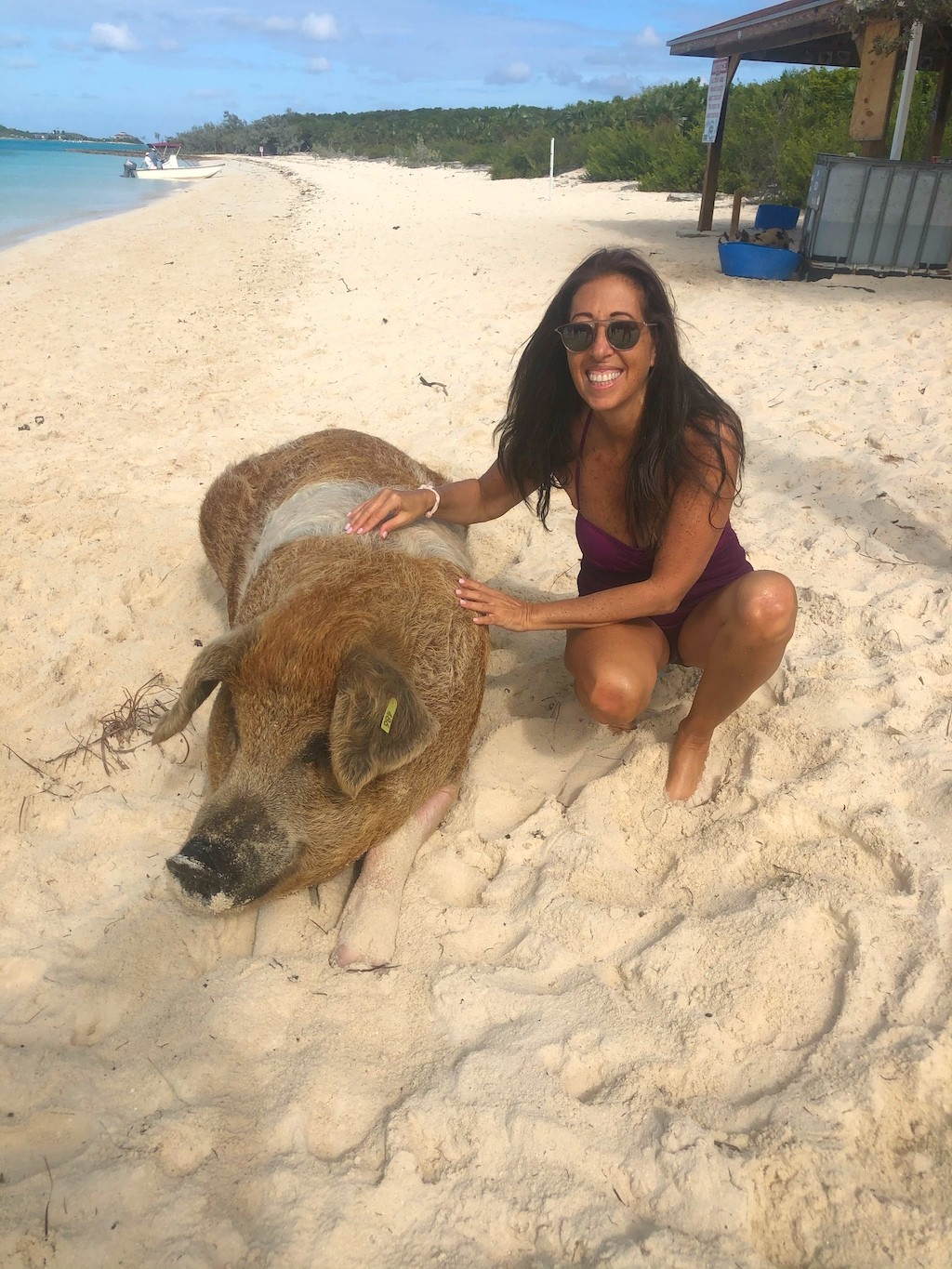 swimming-with-the-pigs