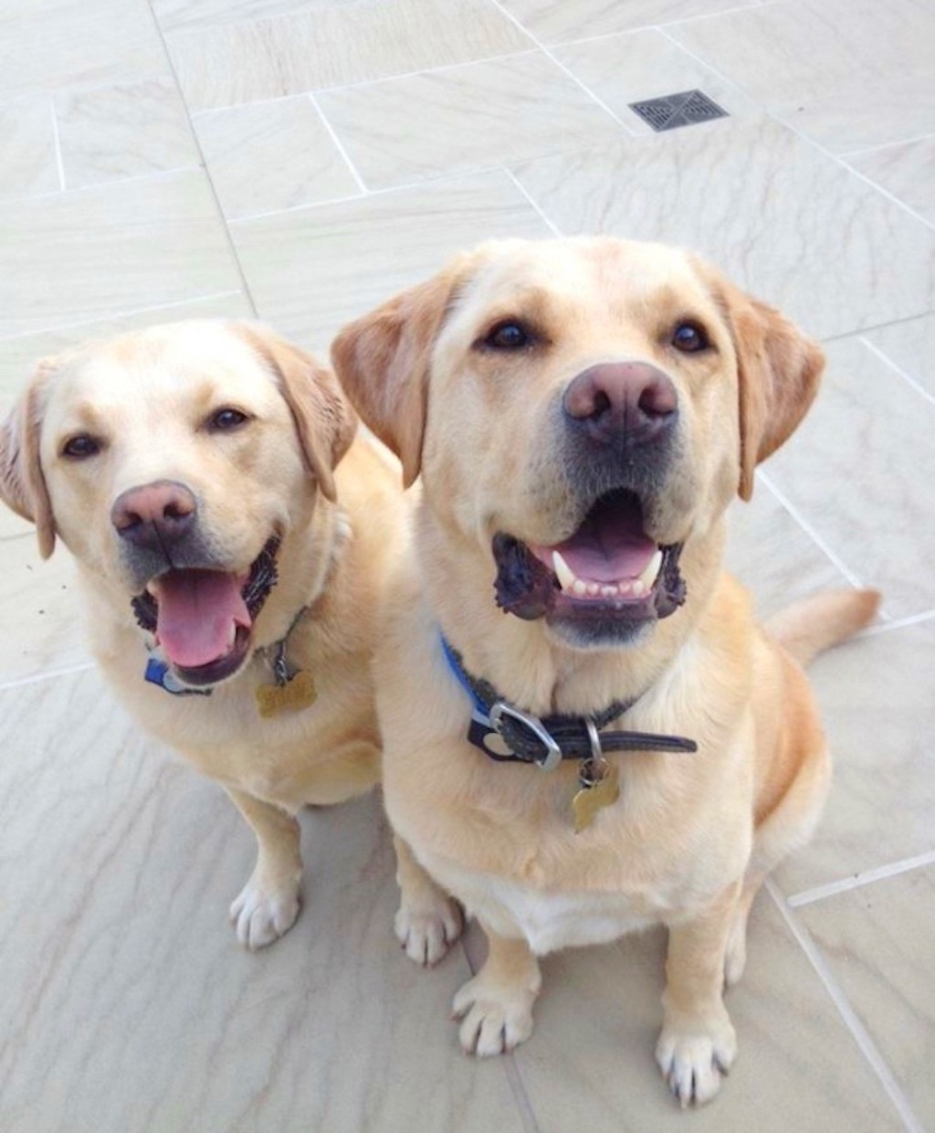 labrador-retrievers