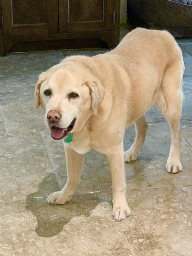 labrador-retriever