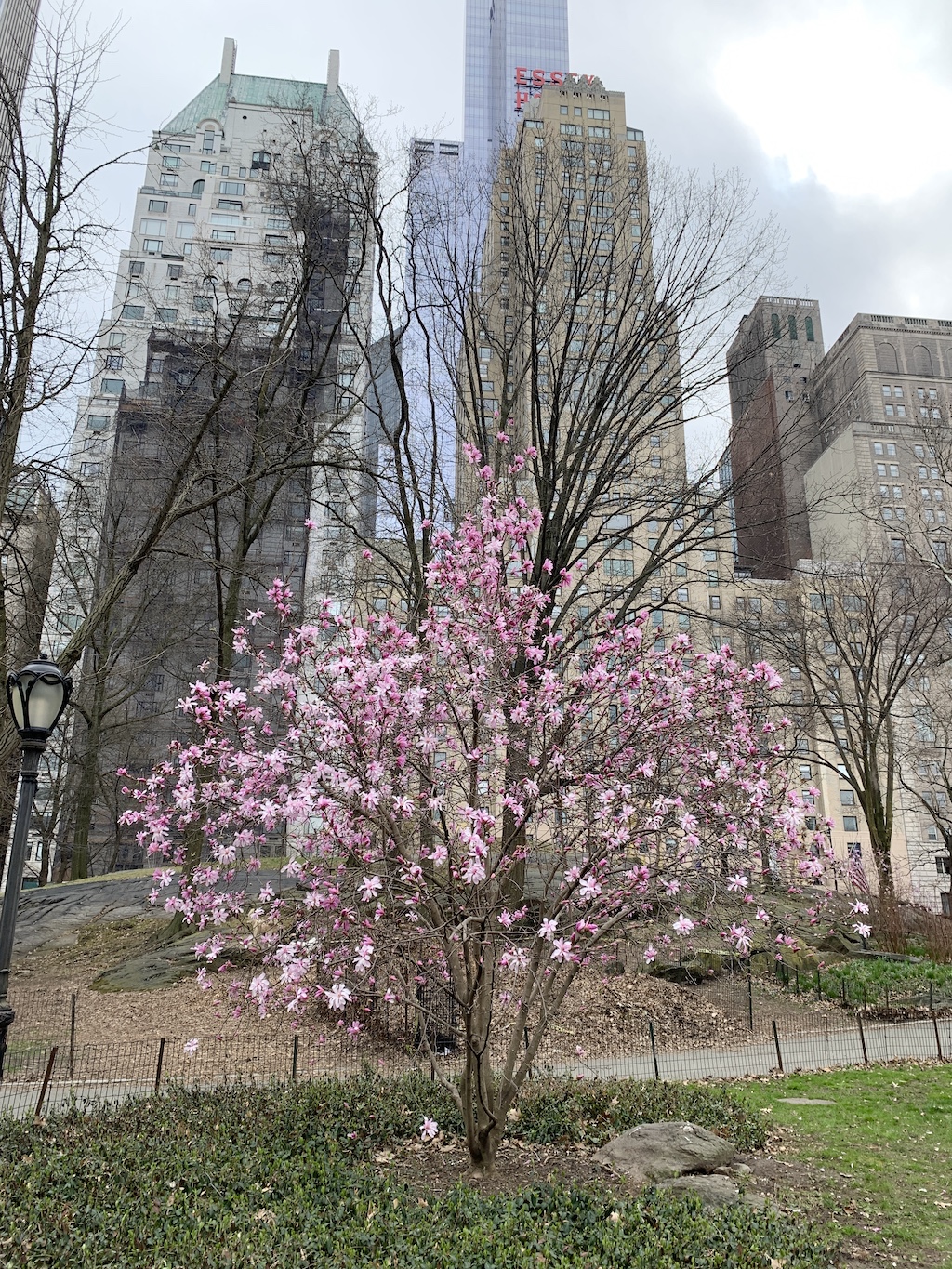 cherry-blossoms