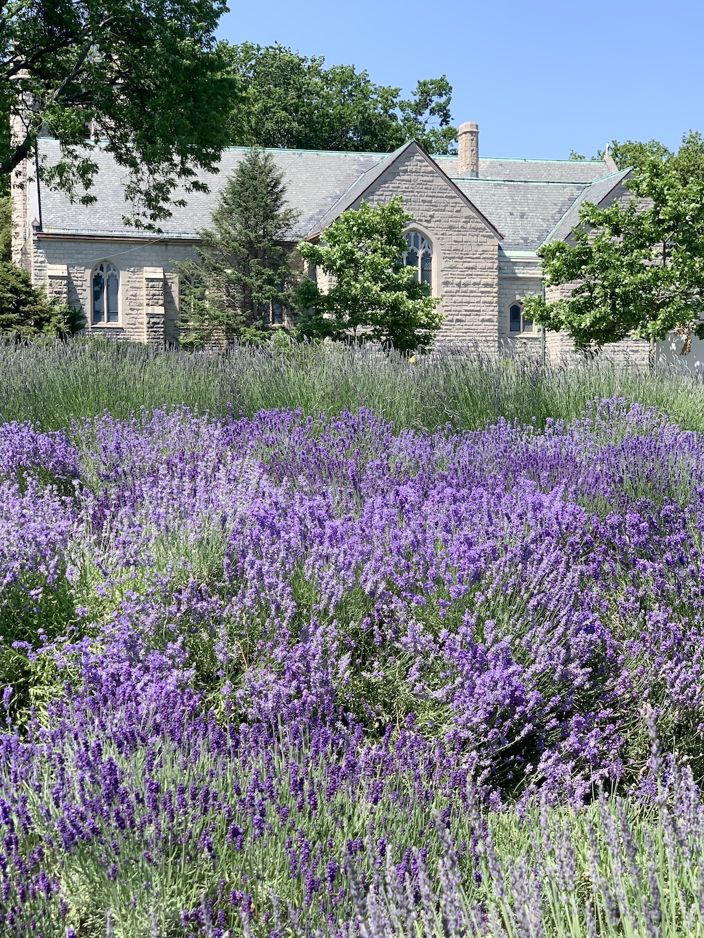 lavender-field