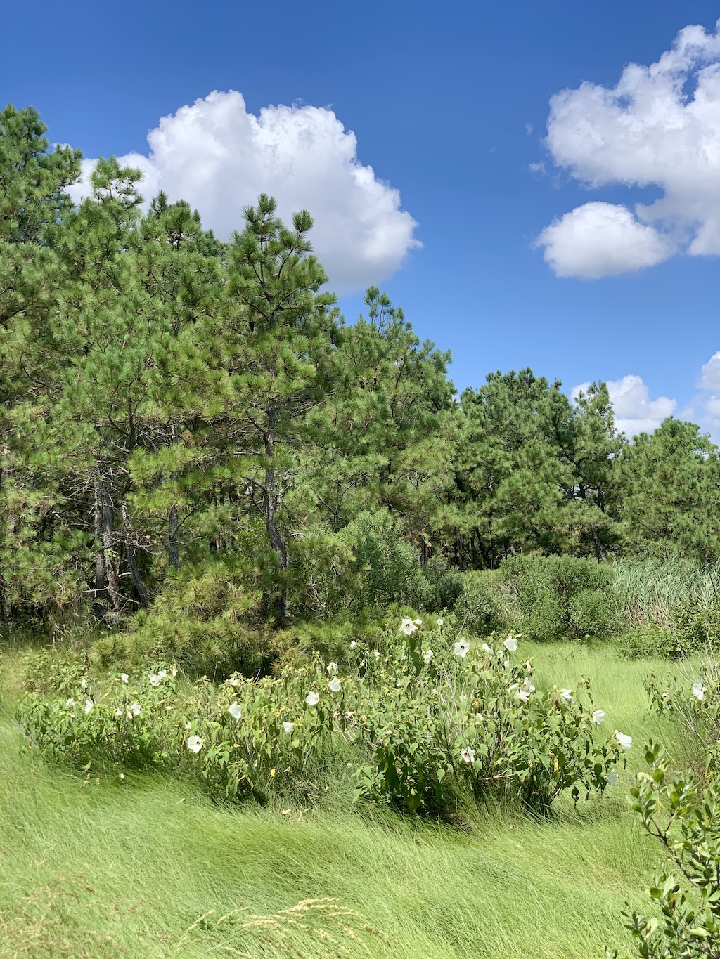 Gordons-Pond-Trail