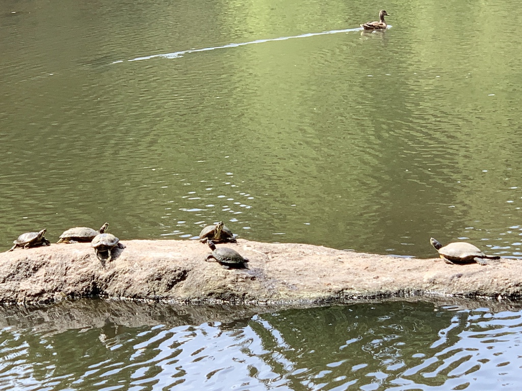 nature-in-Central-Park