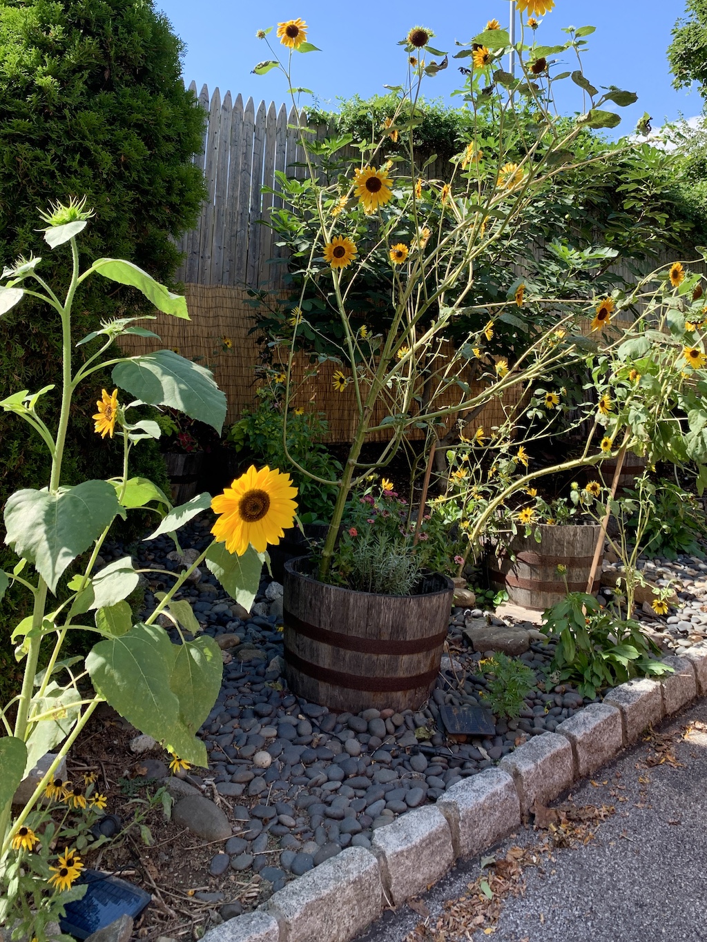 sunflowers